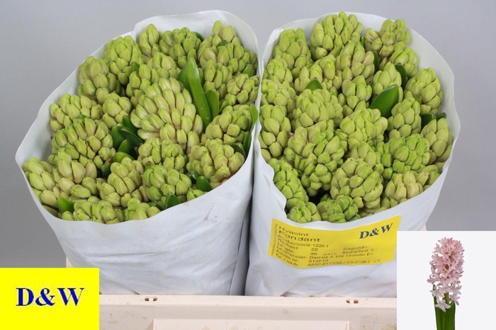 <h4>HYAC FONDANT</h4>