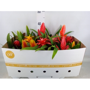 Bromelia   ...mix