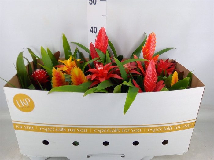 <h4>Bromelia   ...mix</h4>