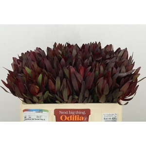 Leucadendron Saf Sunset Dark R.