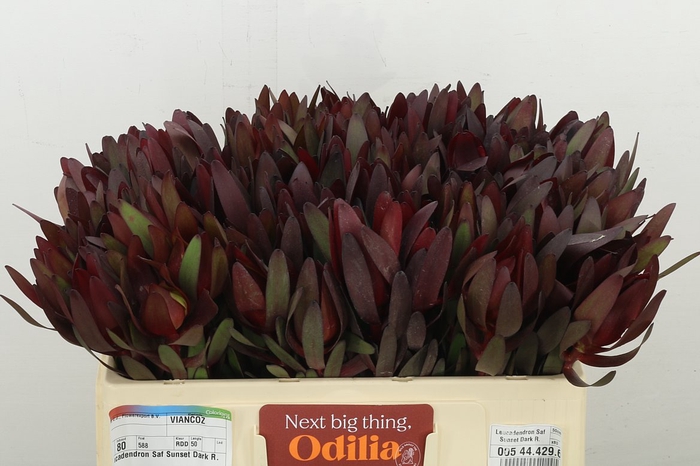 <h4>Leucadendron Saf Sunset Dark R.</h4>