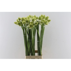 Ornithogalum Saundersiae White