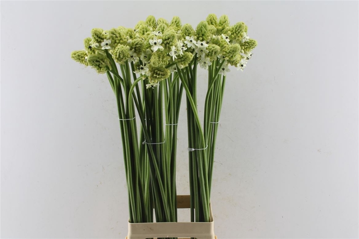 <h4>Ornithogalum Saundersiae White</h4>