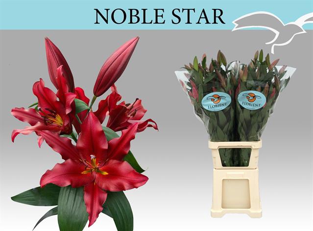 <h4>Lilium or noble star</h4>