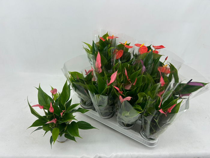 <h4>ANTHU AN GEM 4 KL</h4>