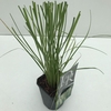 Cortaderia selloana Pumila