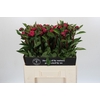 Paeonia Red Sarah Bernhardt