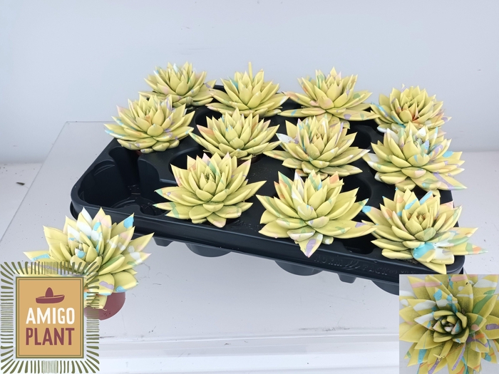 <h4>ECHEV MIRANDA</h4>