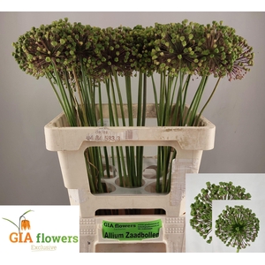 ALLIUM ZAADBOLLEN