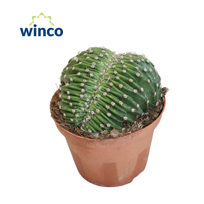 <h4>Echinopsis Eriesii Cristata</h4>