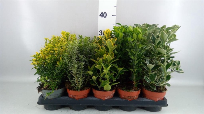 <h4>Euonymus japon.   ...mix</h4>