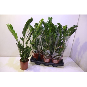 Zamio Zamiifolia