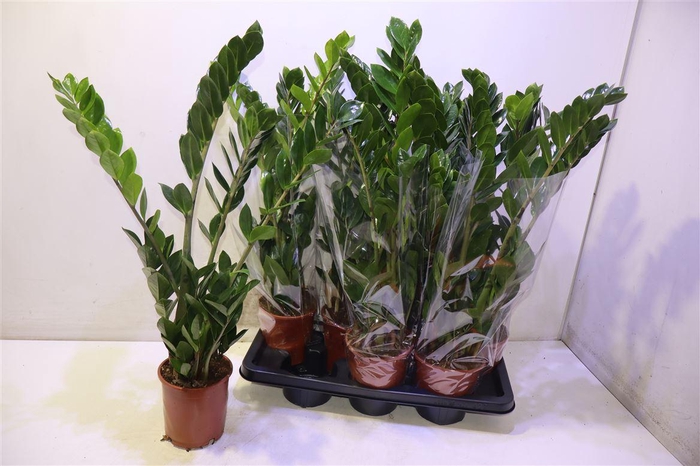 <h4>Zamio Zamiifolia</h4>
