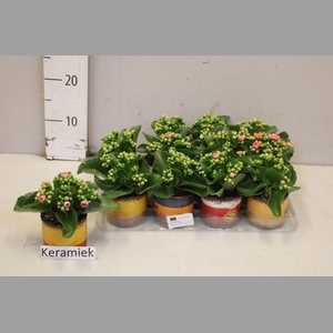 ARR KALANCHOE