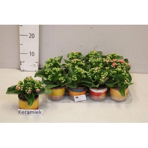 ARR KALANCHOE