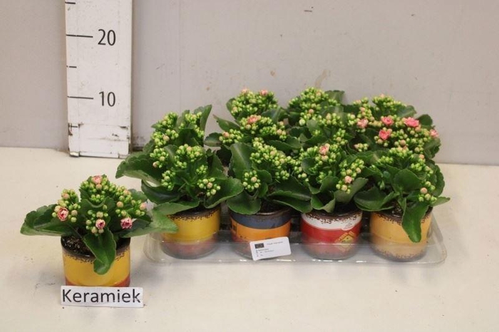 <h4>ARR KALANCHOE</h4>