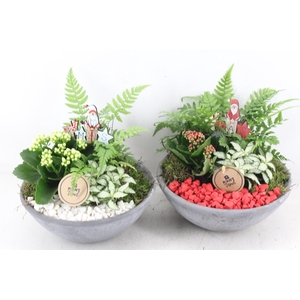 arr2 PL - Ebbischaal M - rood/wit