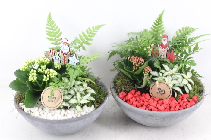 <h4>arr2 PL - Ebbischaal M - rood/wit</h4>