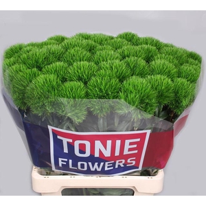 DIANTHUS BARB. 'KIWI MELLOW'