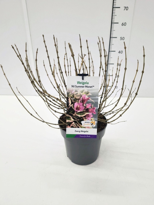 Weigela overig