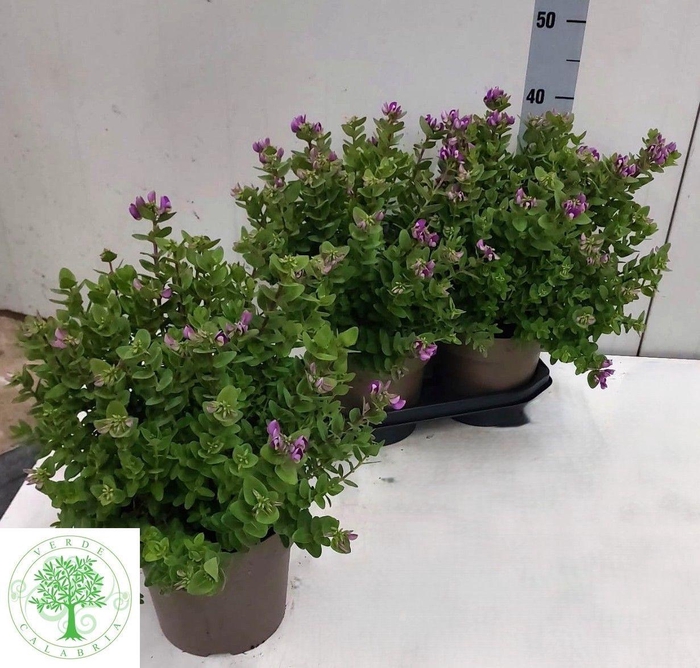 <h4>POLYGA MYRTIFOLIA</h4>