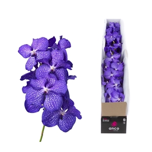 Vanda Blue Magic X4