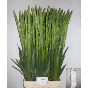 Gladiolus Gr Nova Zembla