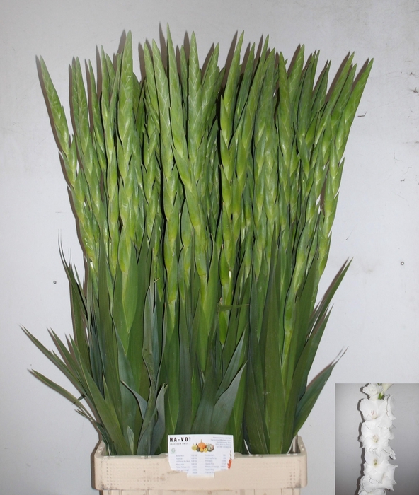 <h4>Gladiolus Gr Nova Zembla</h4>