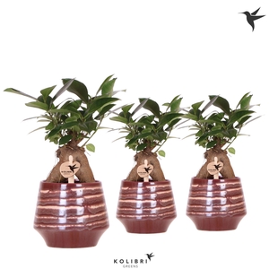 Kolibri Greens Ficus Ginseng Retusa in Moonstone pot red