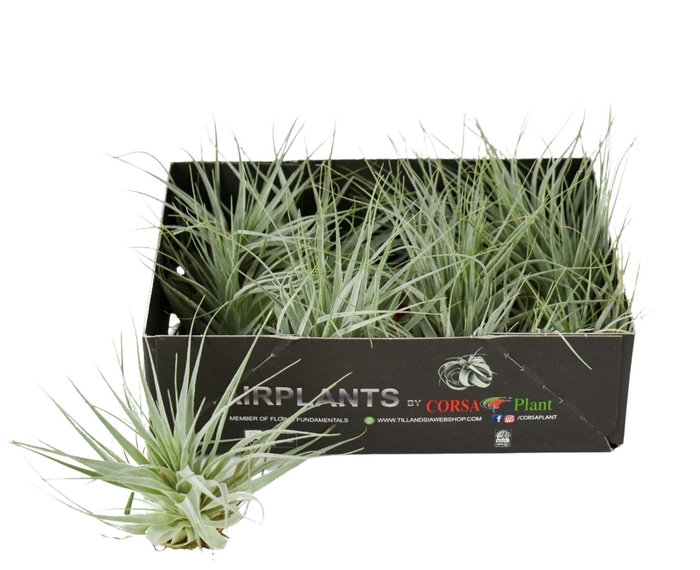 Tillandsia