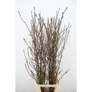 MAGNOLIA SOULANGEANA 160CM