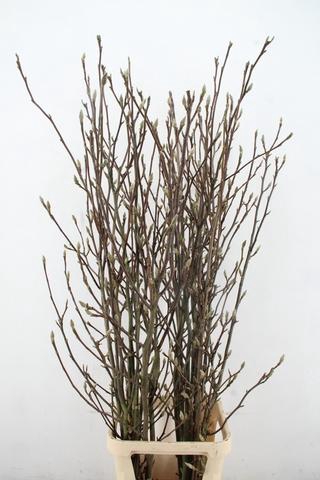 <h4>MAGNOLIA SOULANGEANA 160CM</h4>