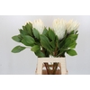 Protea Cyn. Ayoba Arctic Ice
