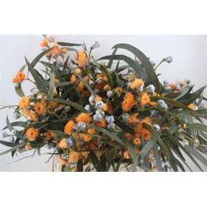 Euca Boule Flower Orange P Bunch