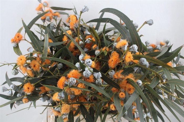<h4>Euca Boule Flower Orange P Bunch</h4>