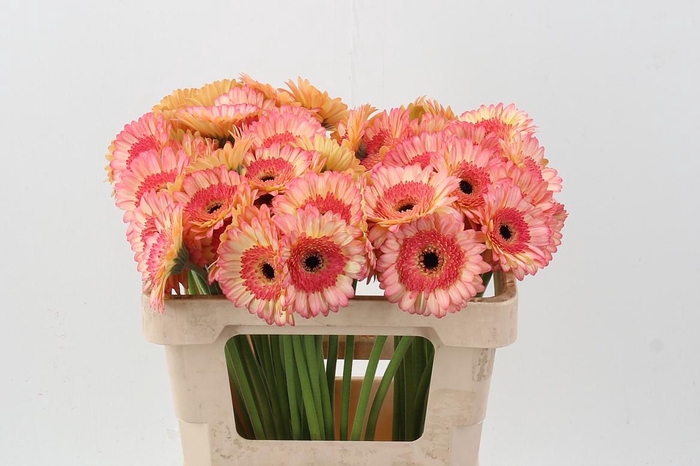 <h4>Ge Mi Prosecco</h4>