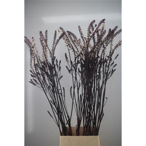Actaea Sim Brunette