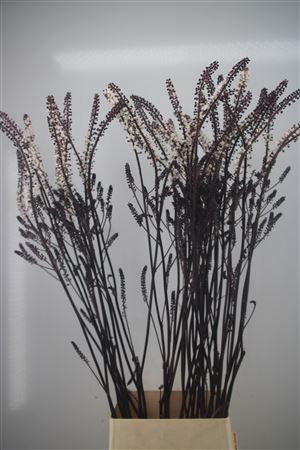 <h4>Actaea Sim Brunette</h4>