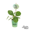 Pilea peperomoides