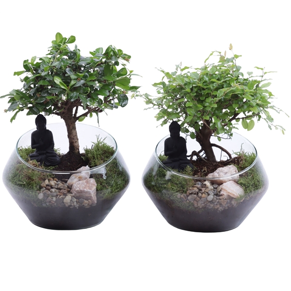<h4>Bonsai Indoor Mix Ø12cm Ball Shape in Glass UFO Vase Ø20cm</h4>