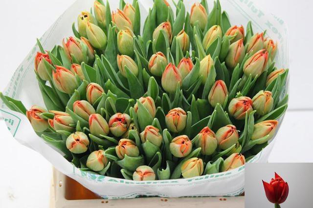 <h4>TU DU SAURON</h4>