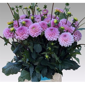 Dahlia Ball Wizz Of Oz