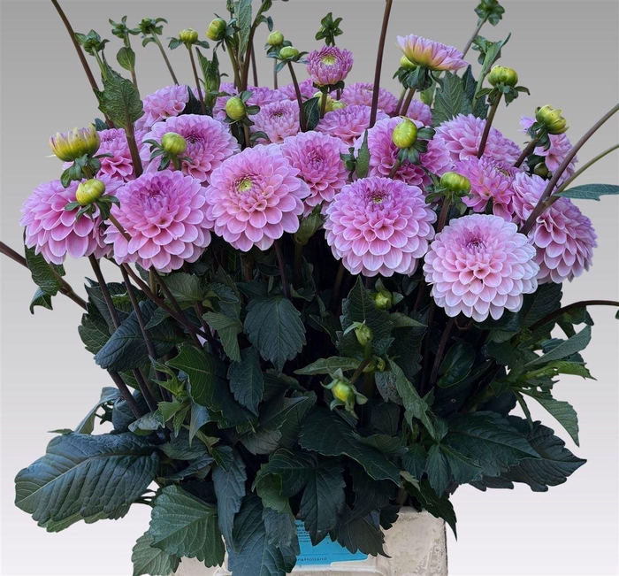 <h4>Dahlia Ball Wizz Of Oz</h4>