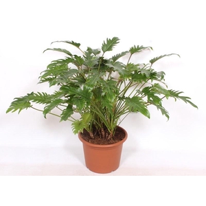 Philodendron xanadu