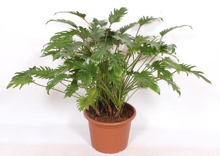 <h4>Philodendron xanadu</h4>