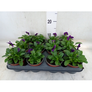 Viola corn. 'Evo Mini True Blue'