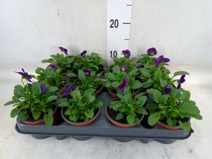 <h4>Viola corn. 'Evo Mini True Blue'</h4>