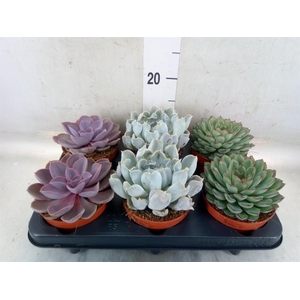 Echeveria   ...mix