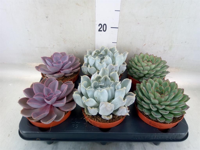 <h4>Echeveria   ...mix</h4>