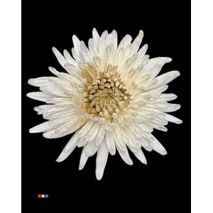 Chr G Anastasia Sparkling Gold